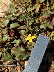 Camissoniopsis ignota