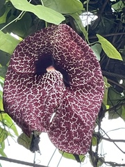 Aristolochia gigantea