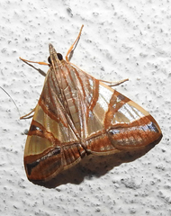 Agrioglypta