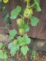 Passiflora foetida