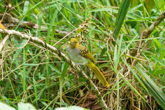 Nicator chloris