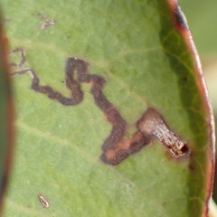 Stigmella prunifoliella