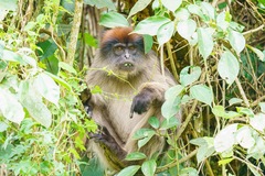 Piliocolobus tephrosceles