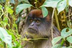 Piliocolobus tephrosceles