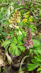 Corydalis cava cava