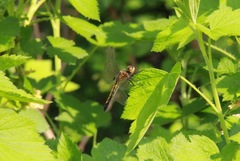 Leucorrhinia intacta