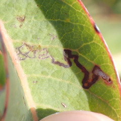 Stigmella prunifoliella