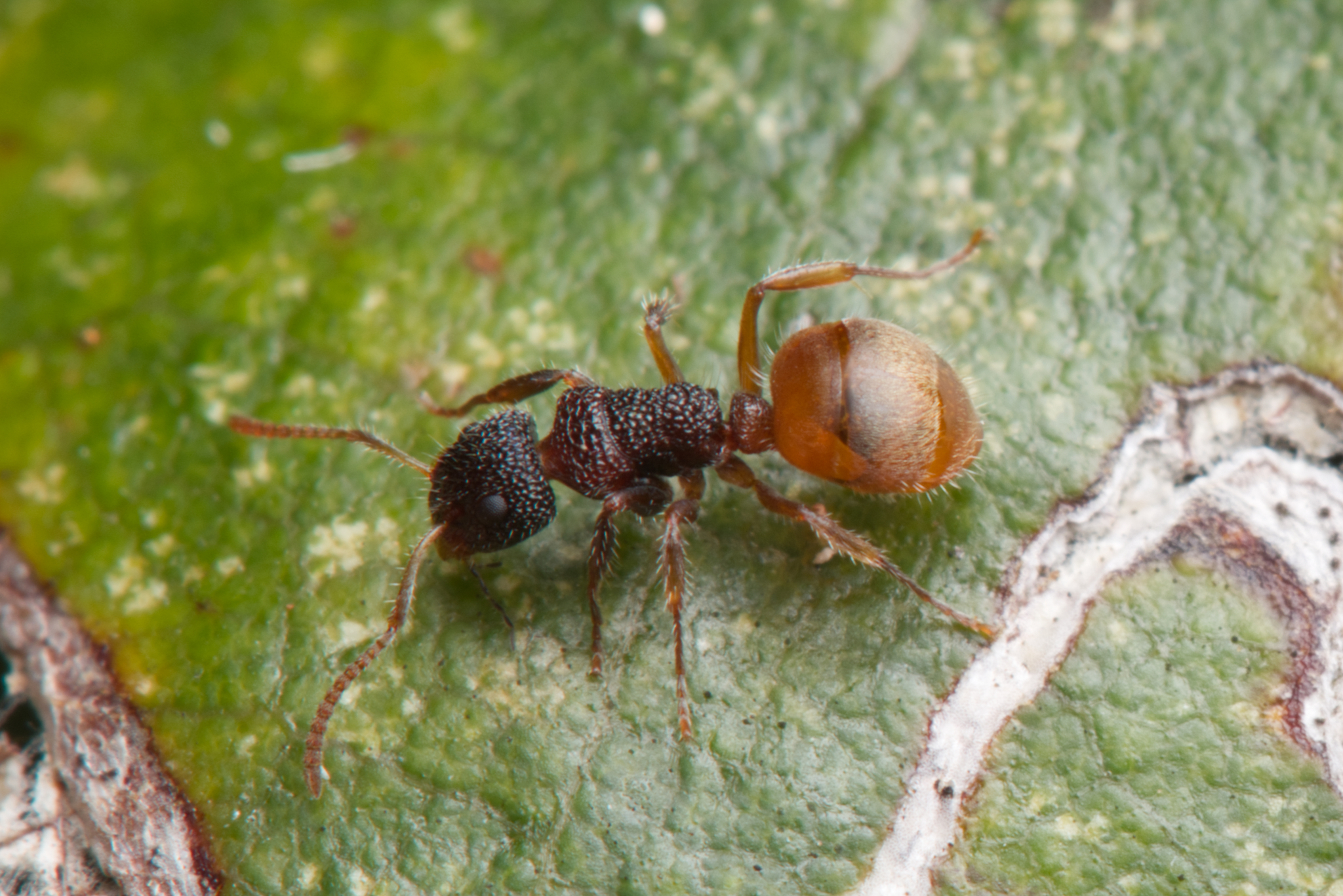 Dolichoderus turneri