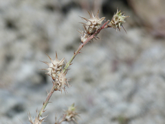 Onobrychis humilis matritensis