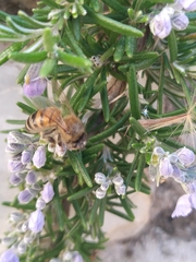 Apis mellifera