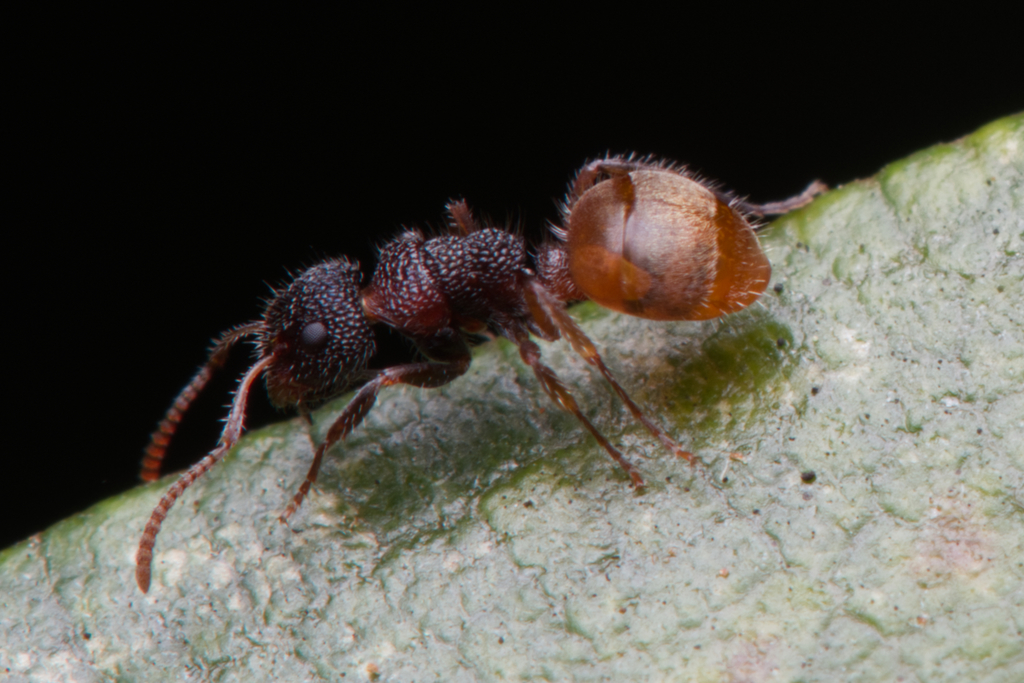 Dolichoderus turneri