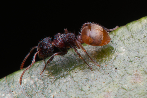 Dolichoderus turneriDolichoderus turneri