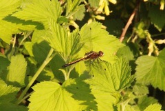 Leucorrhinia intacta