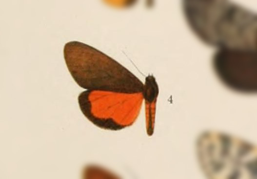 Virbia mathani