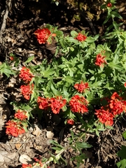 Castilleja affinis affinis