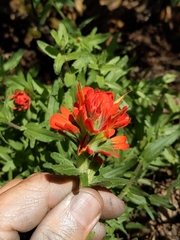 Castilleja affinis affinis