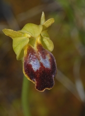 Ophrys peraiolae