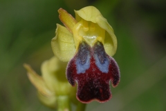 Ophrys peraiolae