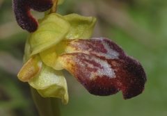 Ophrys peraiolae