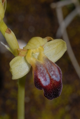 Ophrys peraiolae