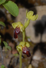 Ophrys peraiolae