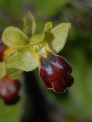 Ophrys peraiolae