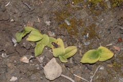 Ophrys peraiolae