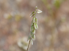Polygala monspeliaca