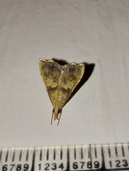 Ptychopseustis plumbeolinealis