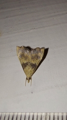 Ptychopseustis plumbeolinealis