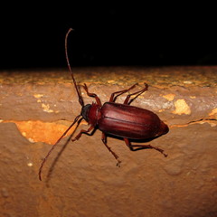 Dorysthenes buquetii