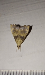 Ptychopseustis plumbeolinealis