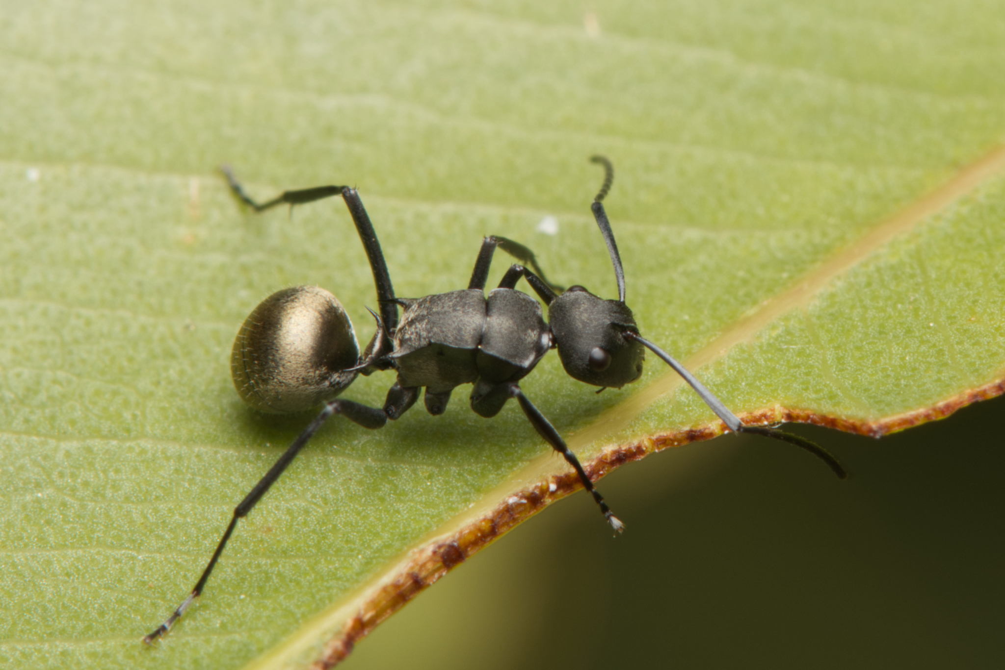Polyrhachis melanura