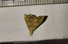 Ptychopseustis plumbeolinealis