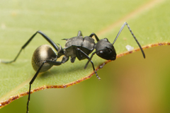 Polyrhachis melanura