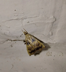 Ptychopseustis plumbeolinealis