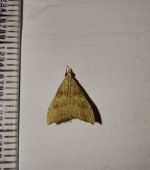 Ptychopseustis plumbeolinealis