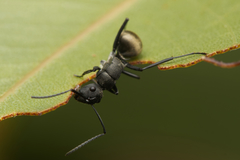 Polyrhachis melanura