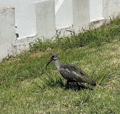 Bostrychia hagedash hagedash