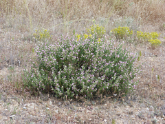 Ononis tridentata