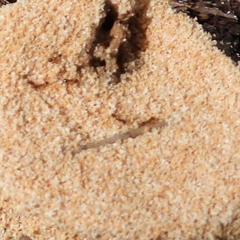 Camponotus consobrinus