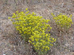 Helianthemum squamatum