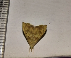 Ptychopseustis plumbeolinealis