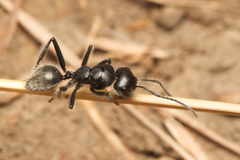 Calomyrmex albopilosus