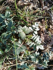 Valeriana officinalis sambucifolia