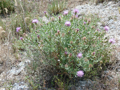 Centaurea hyssopifolia