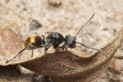 Polyrhachis schoopae