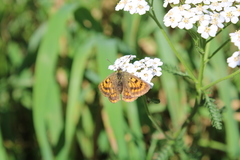 Lycaena 'canterbury common copper'