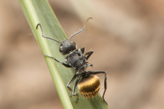 Polyrhachis schoopae