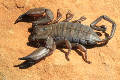 Hadogenes troglodytes